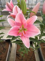 [1898 Orsago VH No01.JPG]